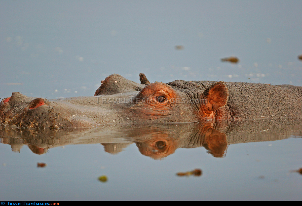 Hippopotamus