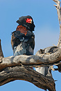 Bateleur Eagle perched on a tree branch