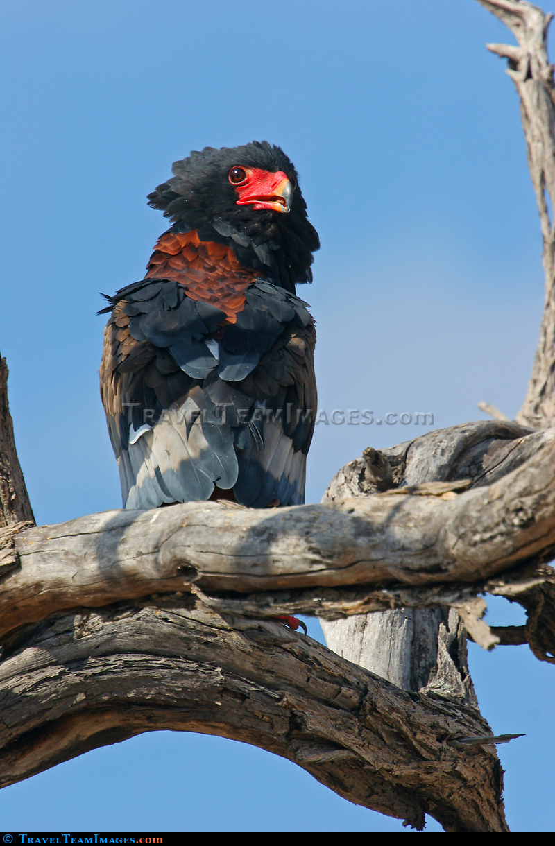 Bateleur Eagle