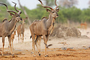 Two male kudu make their way to the water hole at Savute