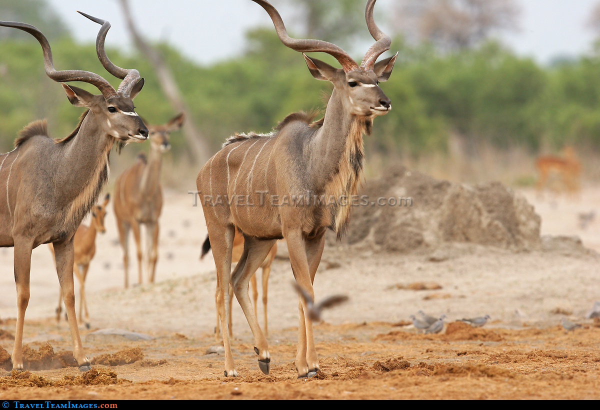 Kudu