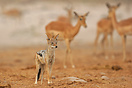 An alert black backed jackal