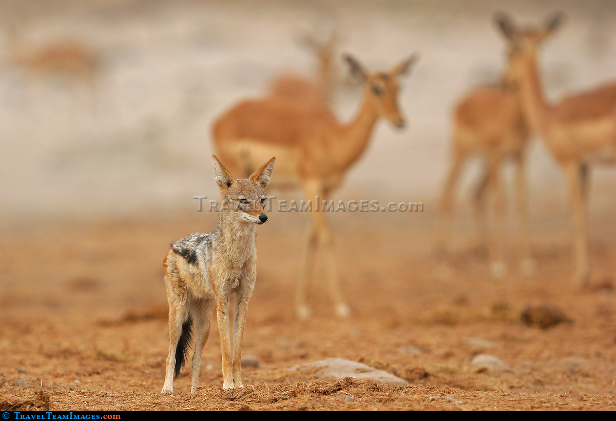 Jackal