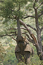 Elephant using its dexterous trunk to feed from the upper branches