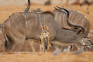 A black backed jackal looks down from the top of a waterhole as kudu c...