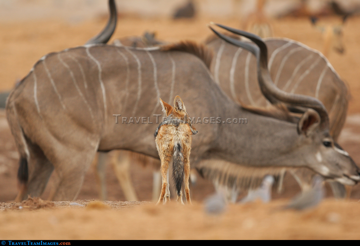 Jackal
