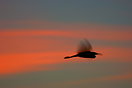 A heron at sunset over Lake Nasser
