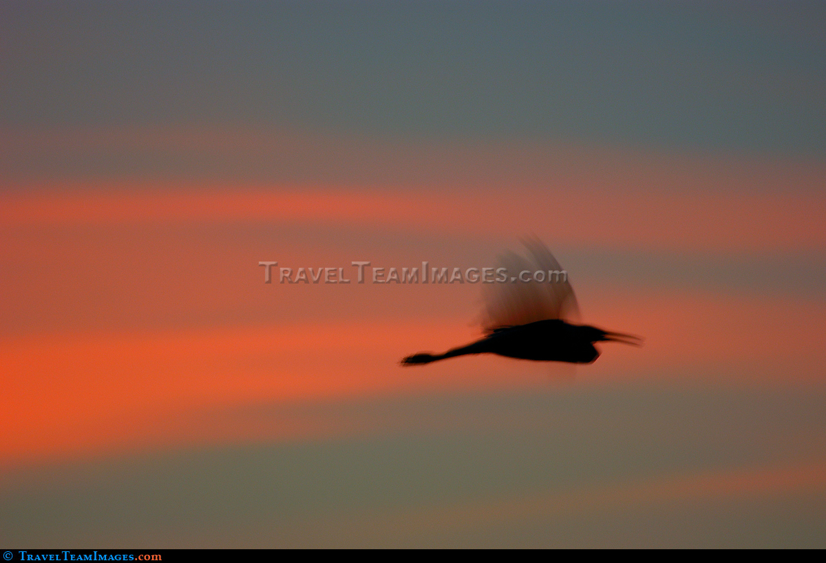 Sunset Bird