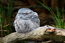 Tawny frogmouth perched on a tree log
