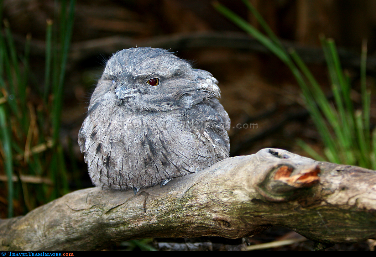 Tawny Frogmouth