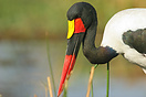 Saddle-billed stork wading through Khwai's waterways in search of food