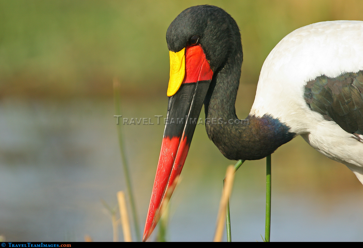 Saddlebilled Stork