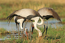 The critically endangered wattled cranes feeding on the banks of the K...