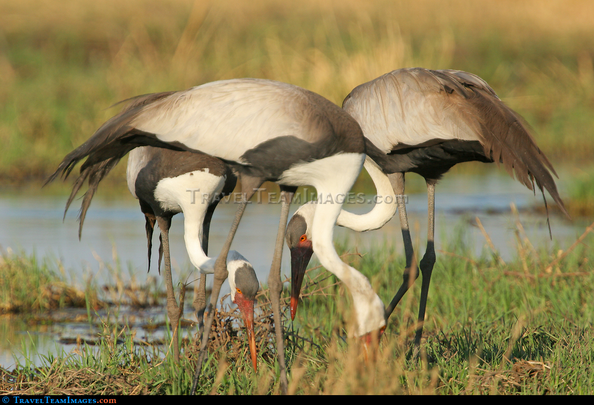 Wattled Cranes feeding