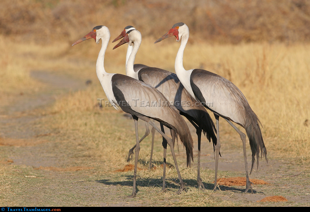 Wattled Crane