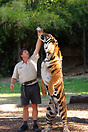 Tiger Island