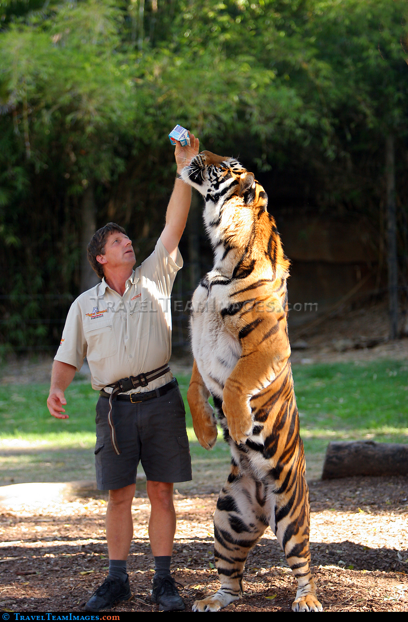 Tiger Island