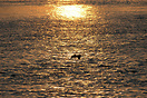 Bird flying low across the Nile at sunset
