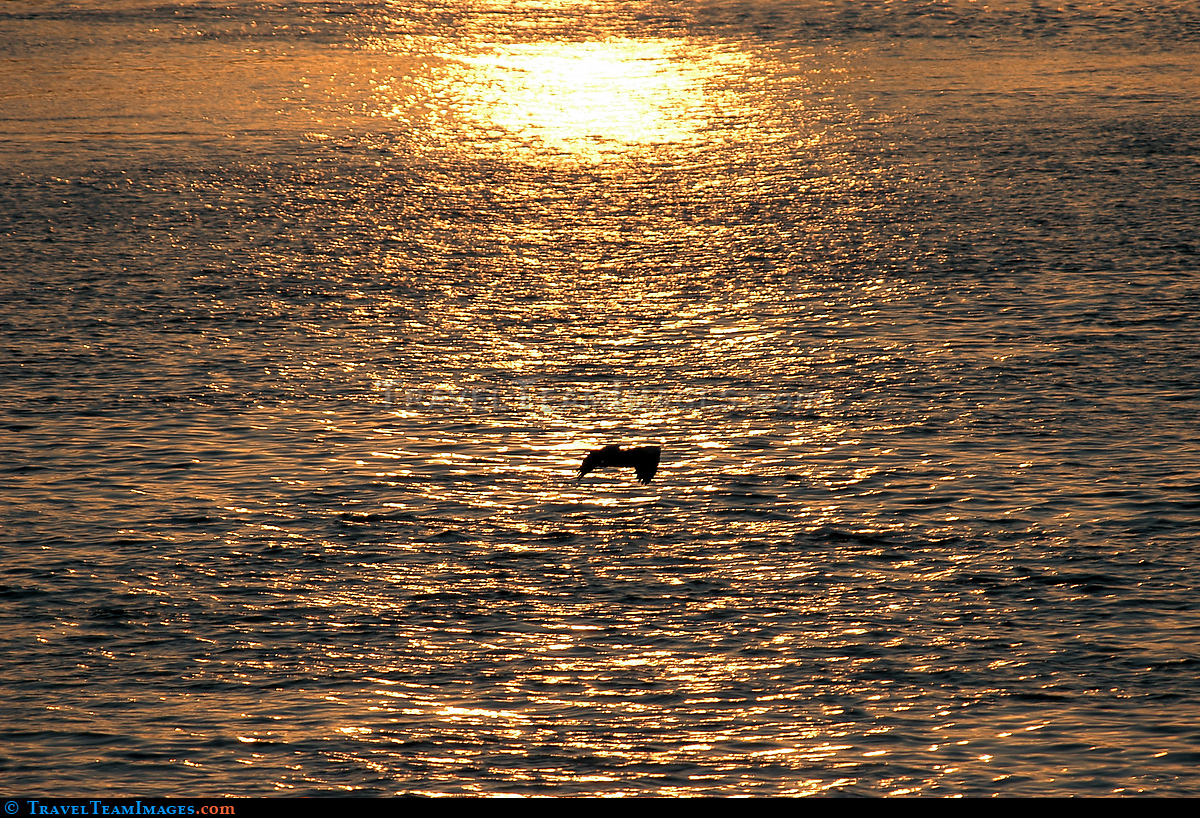 Nile Bird