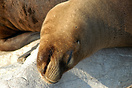 Seal, Santander, Spain