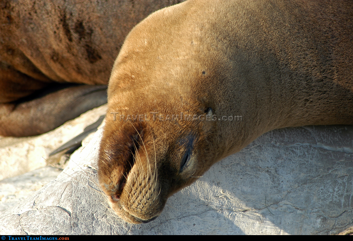 Seal