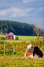 A lonely cow resting in a field with a background consisting of a few ...