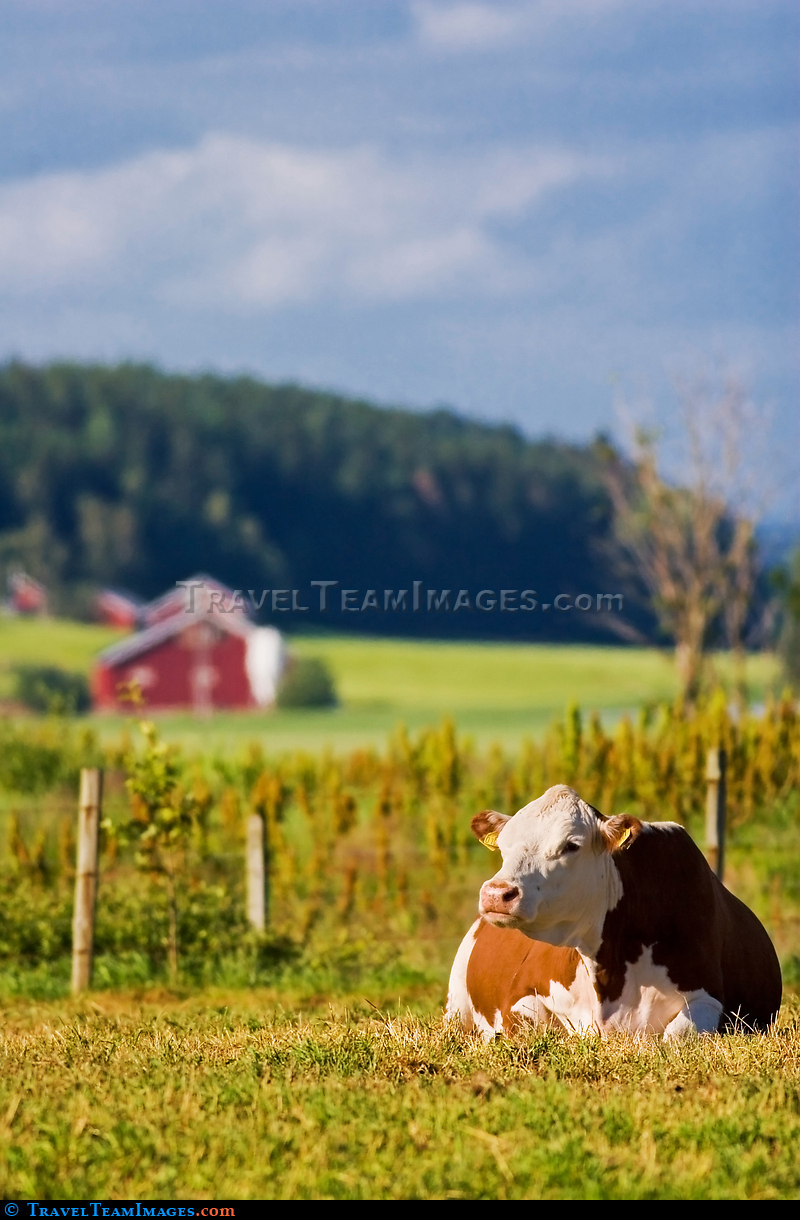 Cow resting in a field