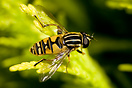 Macro of this hover fly taken on a 50mm lens and 20mm tube.