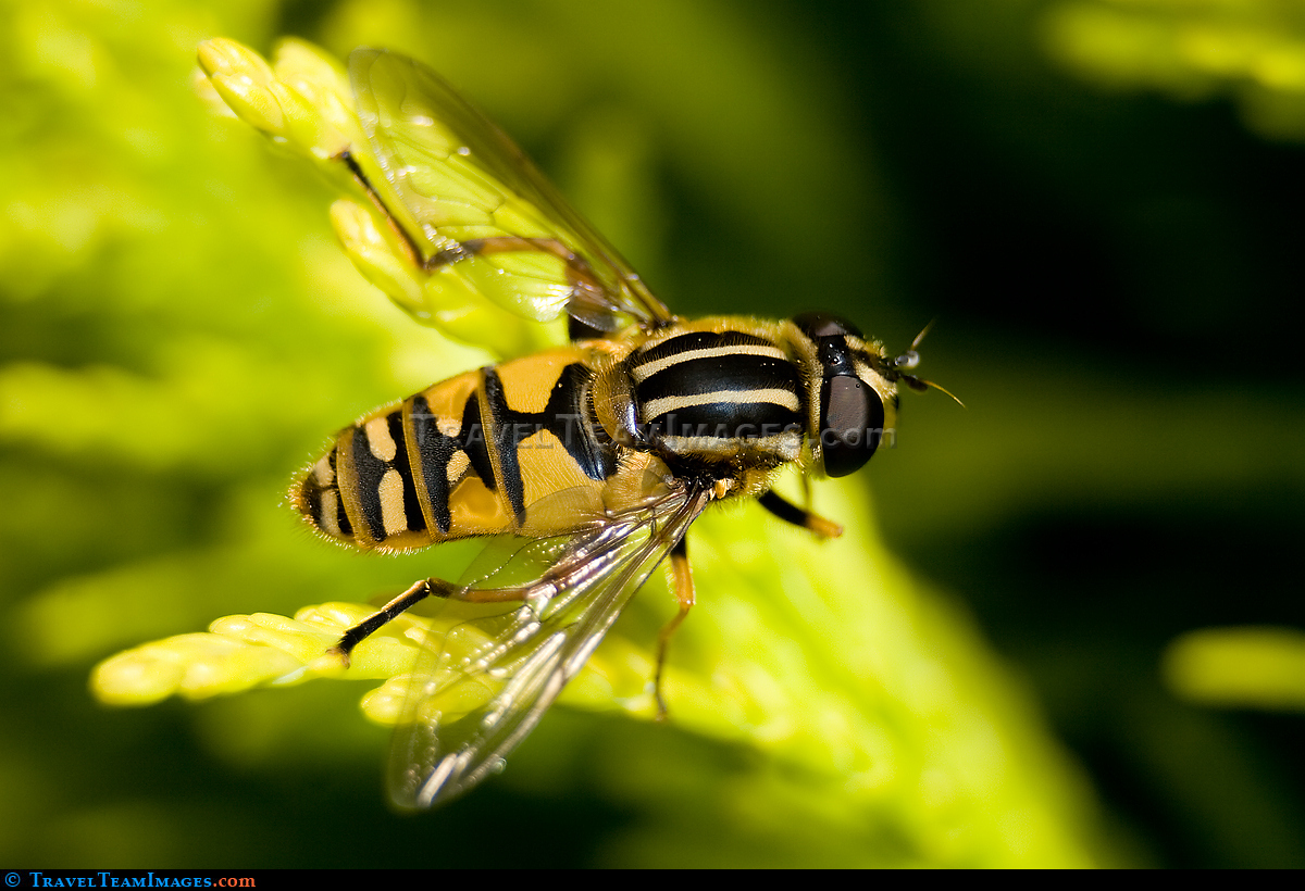 Hover Fly Macro