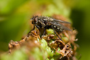 Macro of this Robber Fly taken on a 50mm lens and 20mm tube.