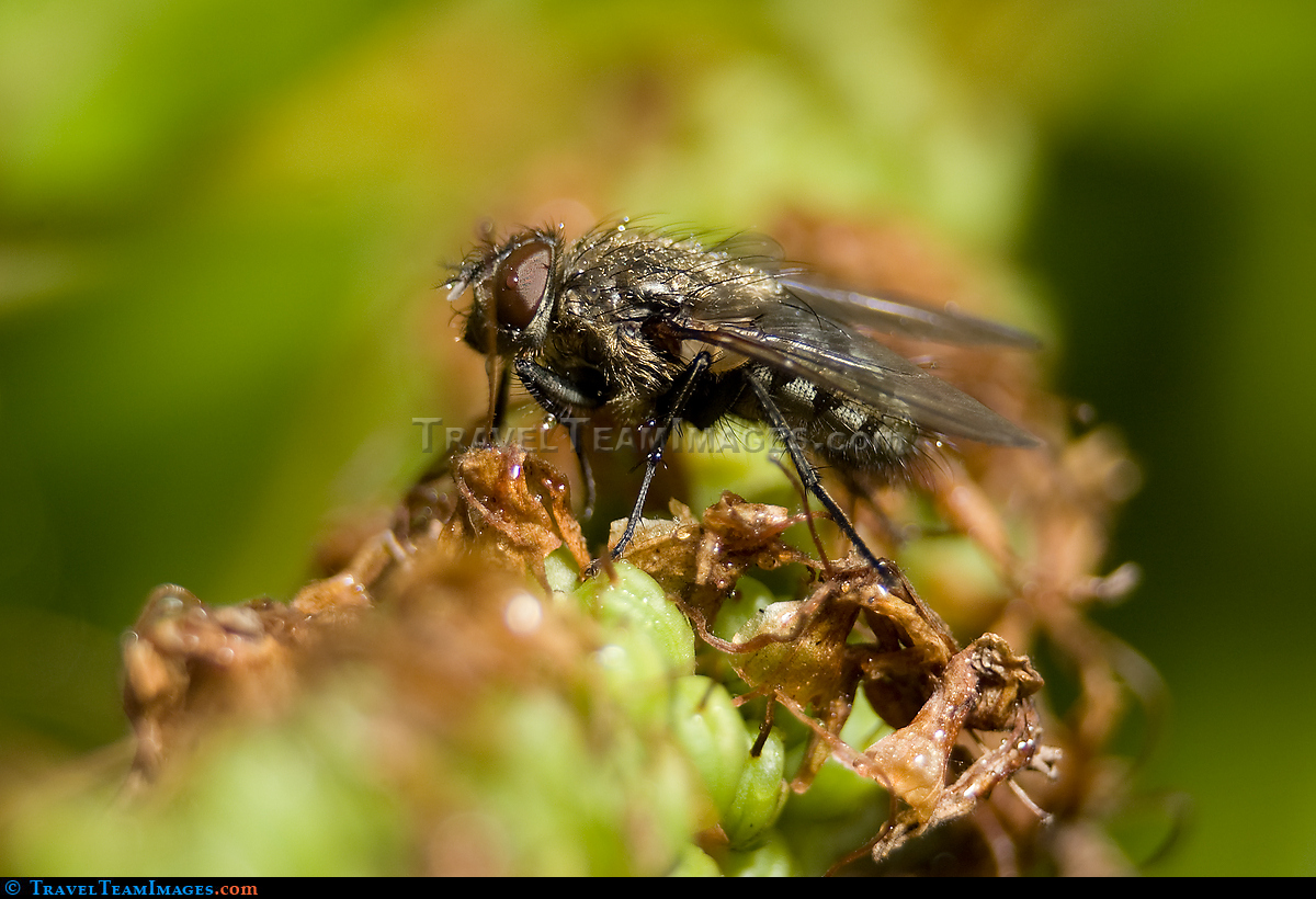 Robber Fly Macro