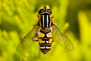 Macro image of a Female Hoverfly (Helophilus pendulus)