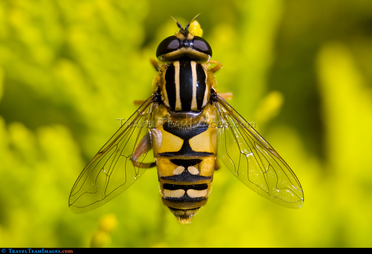 Female Hoverfly