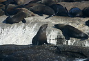 Seals basking on rocks