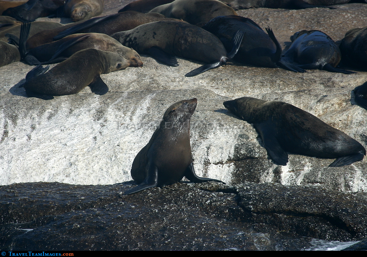 Seals