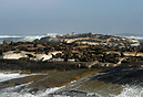 Seal colony basking on rocks