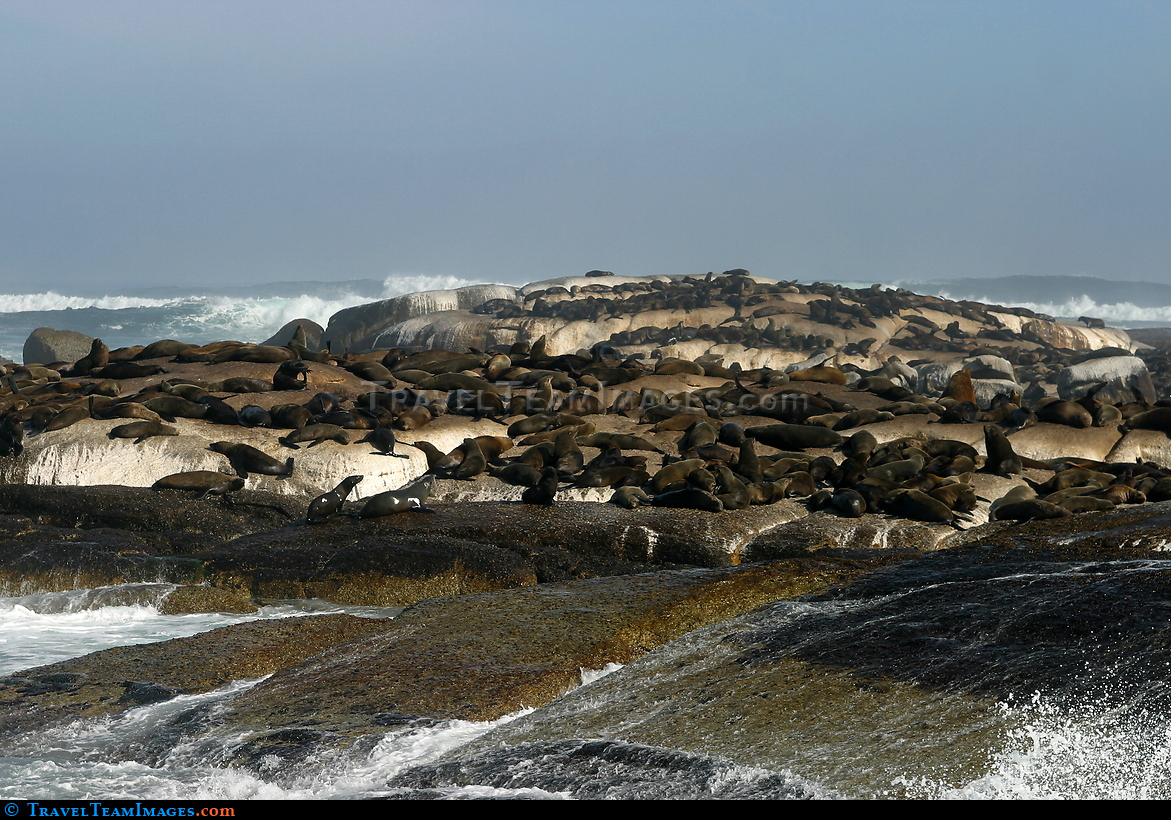 Large seal colony