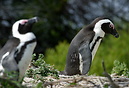 African penguin (Spheniscus demersus) also known as the Jackass pengui...