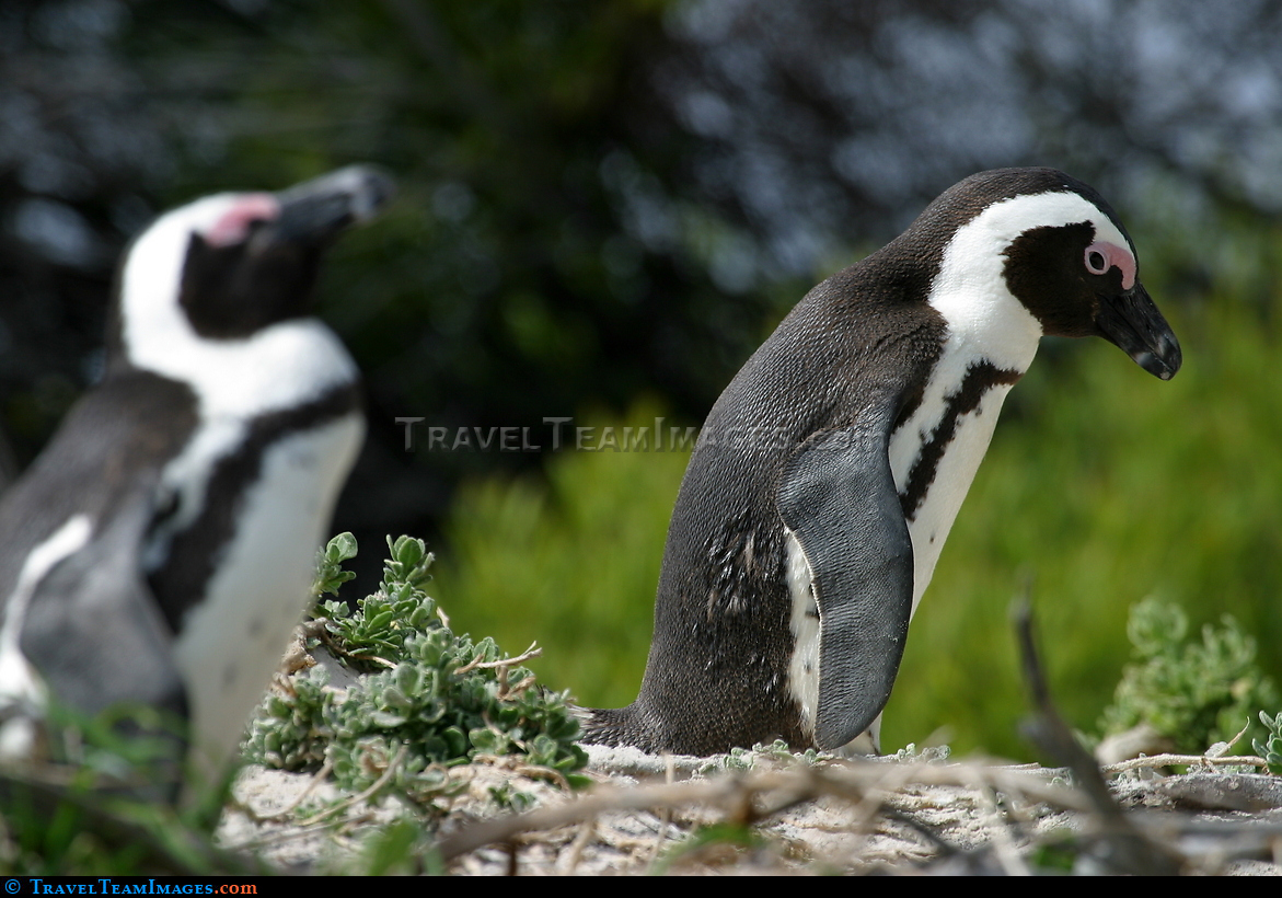 Pengiuns