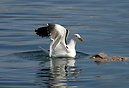 Seagull, Cape Town