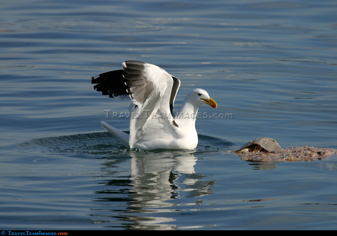Seagull