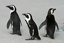 African penguin (Spheniscus demersus) also known as the Jackass pengui...