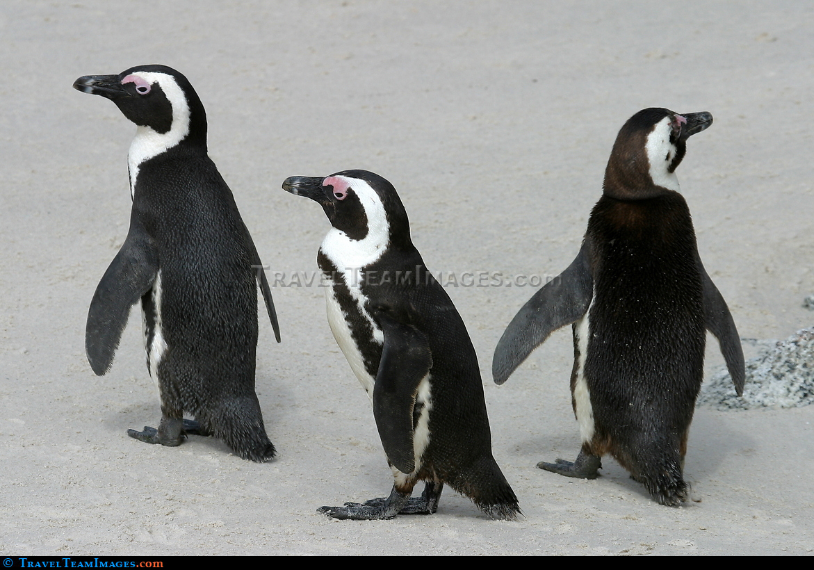 Penguins