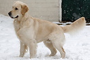 Archie 18 month old Golden Retrieve playing in the snow for the very f...