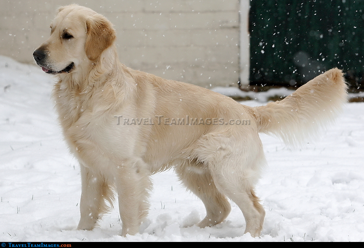 Golden Retriever