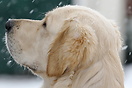 First sight of snow for Archie the 18 month old Golden Retriever