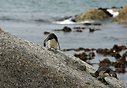 African Penguins on the rocks, Cape Town