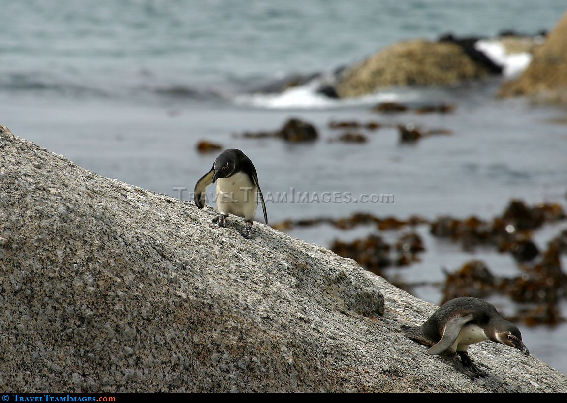 Penguins