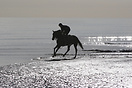 A race horse is exercised on the beach at Rush North Co, Dublin