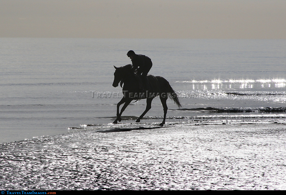 Race Horse